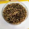 rearing net house microwave dried larvae maggot live large solution isolated black soldier fly larvae